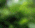 http://lagrana.net/kblog/girafe.gif
